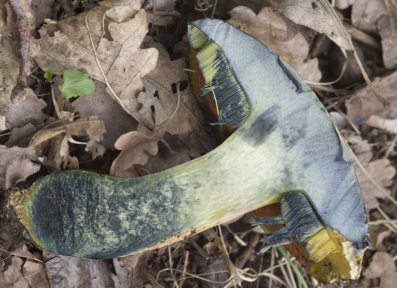 Boletus xanthopus